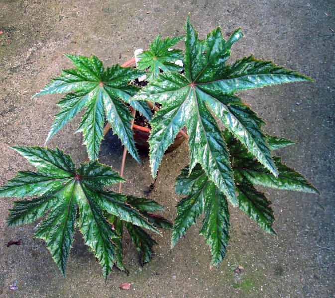B. ‘Star Frost’